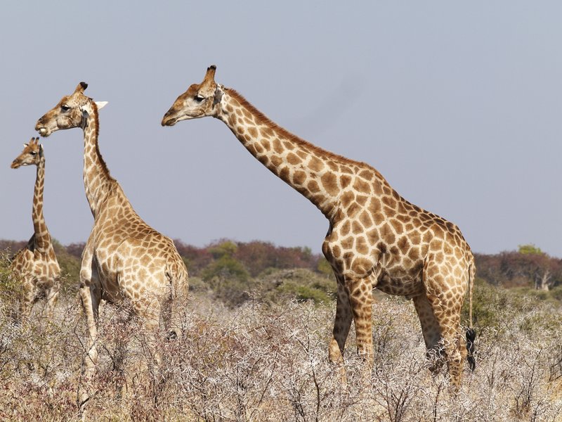 Etosha National Park, Giraffe